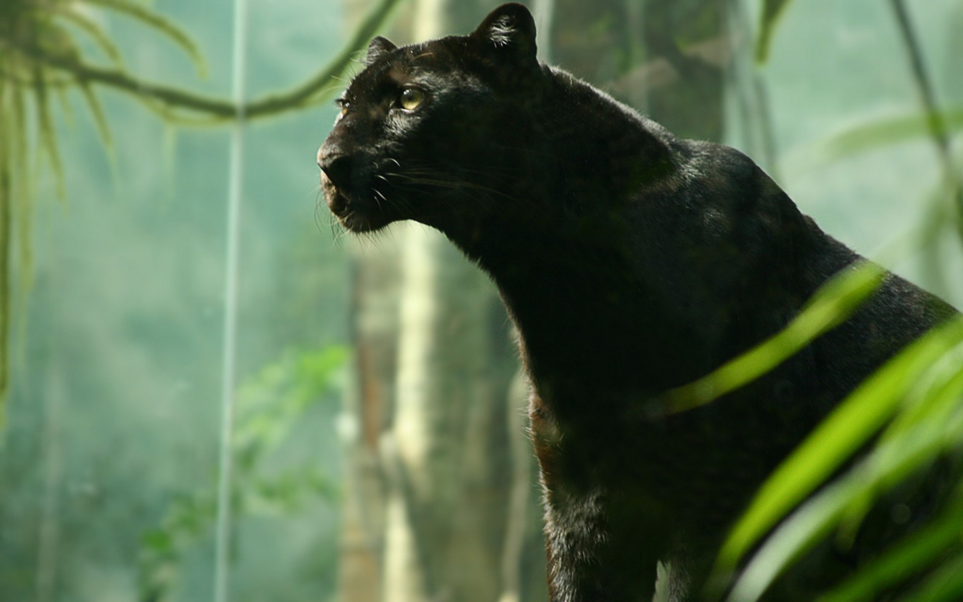Black Panther HD Wallpaper | Background Image | 1920x1200 ...