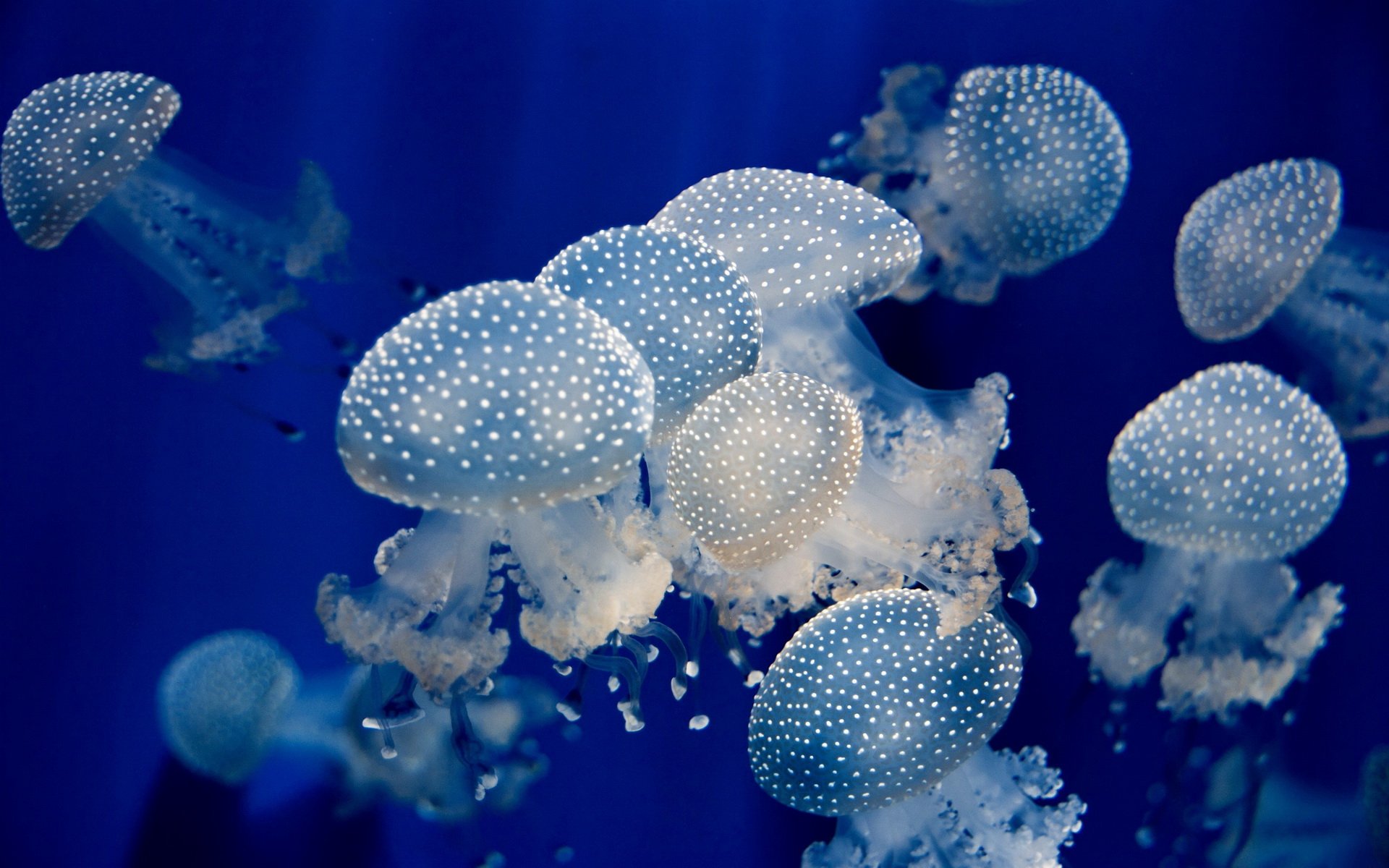 A stunning underwater scene featuring ethereal jellyfish, glowing softly against a deep blue background, creating a captivating visual for a HD PC desktop wallpaper.