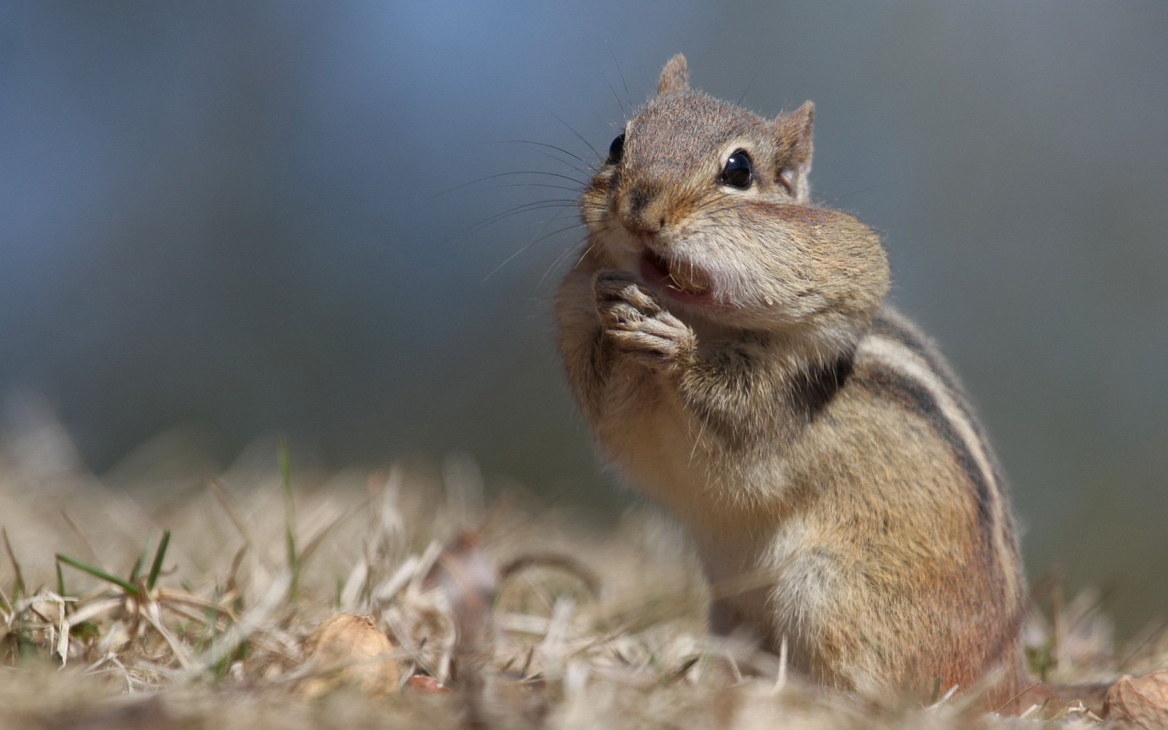 A charming chipmunk sits on the ground, cheeks full, amidst soft grass and natural surroundings, captured in a vibrant HD desktop wallpaper.