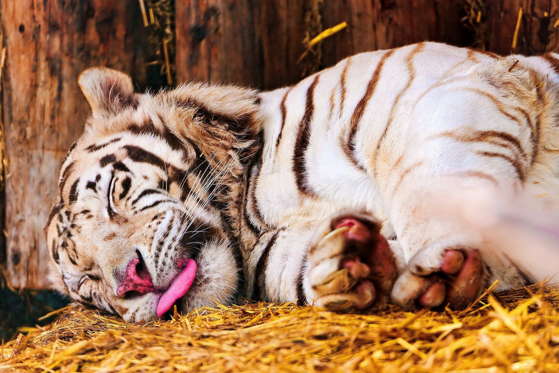 White tiger sleeping peacefully with its tongue sticking out, resting on a straw-covered ground against a wooden background in HD detail.