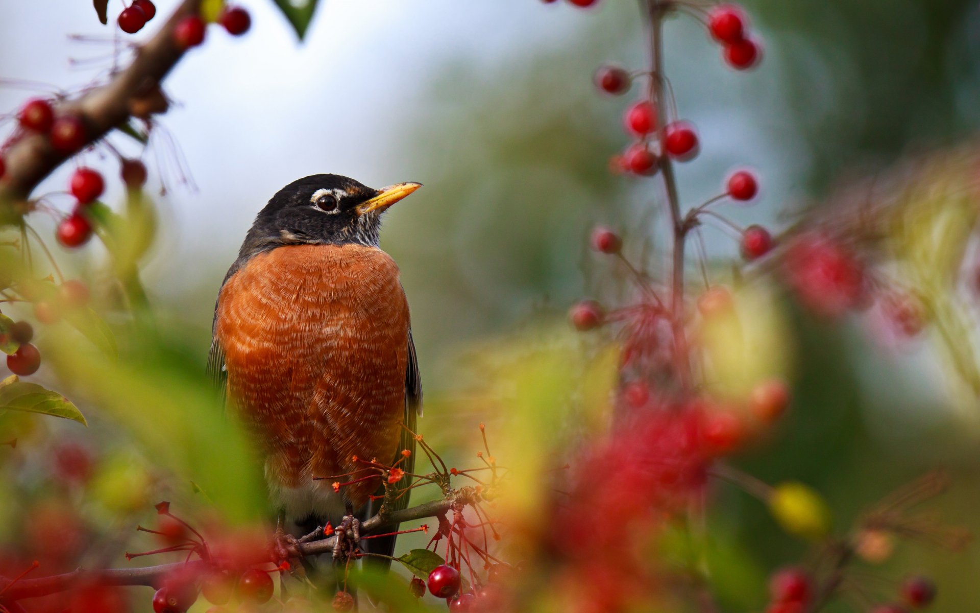 Download Animal Bird HD Wallpaper