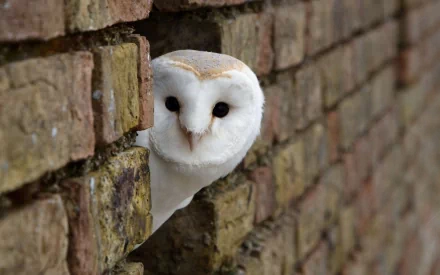 A serene barn owl curiously peeks through a rustic brick wall, creating a captivating scene that enhances your HD desktop wallpaper and background.