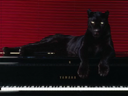 HD wallpaper featuring a majestic black panther lounging on a Yamaha piano with a red background.