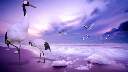 Animal Red-crowned Crane HD Desktop Wallpaper | Background Image
