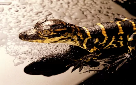 Animal alligator HD Desktop Wallpaper | Background Image