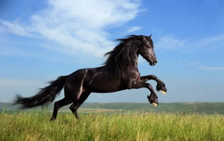 HD desktop wallpaper of a majestic Friesian horse galloping across a grassy field under a bright blue sky.