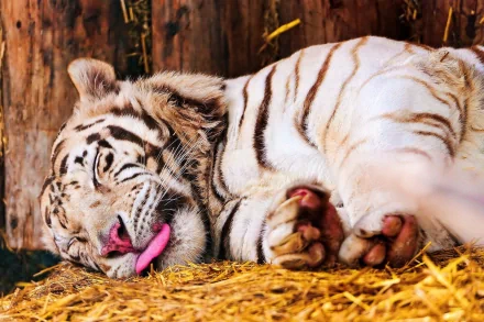 tongue sleeping tiger Animal white tiger HD Desktop Wallpaper | Background Image