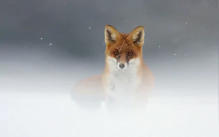 An HD desktop wallpaper featuring a fox standing in a snowy landscape, with soft snowfall creating a serene winter background.