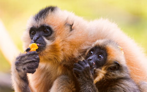 Animal Monkey Monkeys HD Wallpaper | Background Image