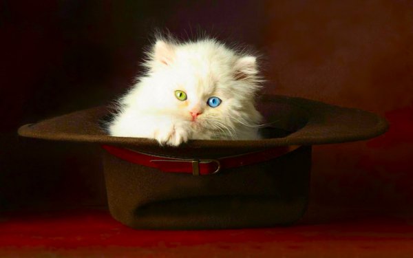 Animal Cat Cats Cute Kitten Hat HD Wallpaper | Background Image