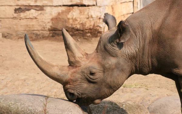 Animal rhino HD Desktop Wallpaper | Background Image