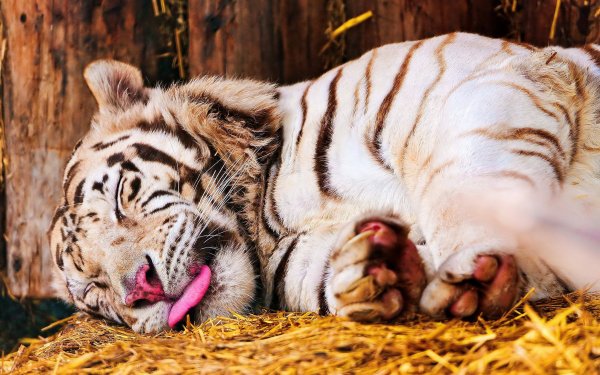 Animal White Tiger Cats Tiger Sleeping Tongue HD Wallpaper | Background Image