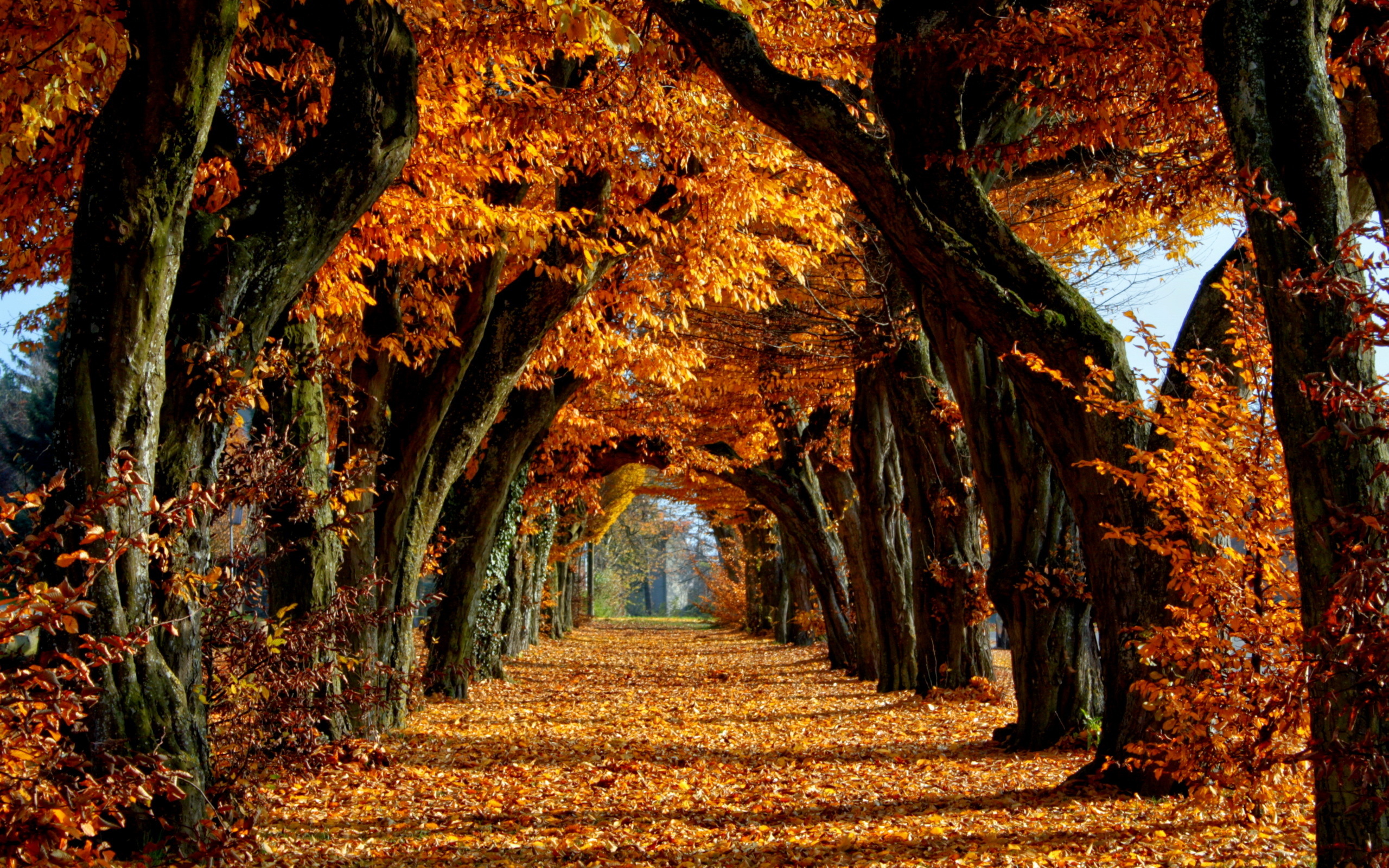 Herbst Hd Wallpaper Hintergrund 2560x1600 Id 3409 Wallpaper Abyss