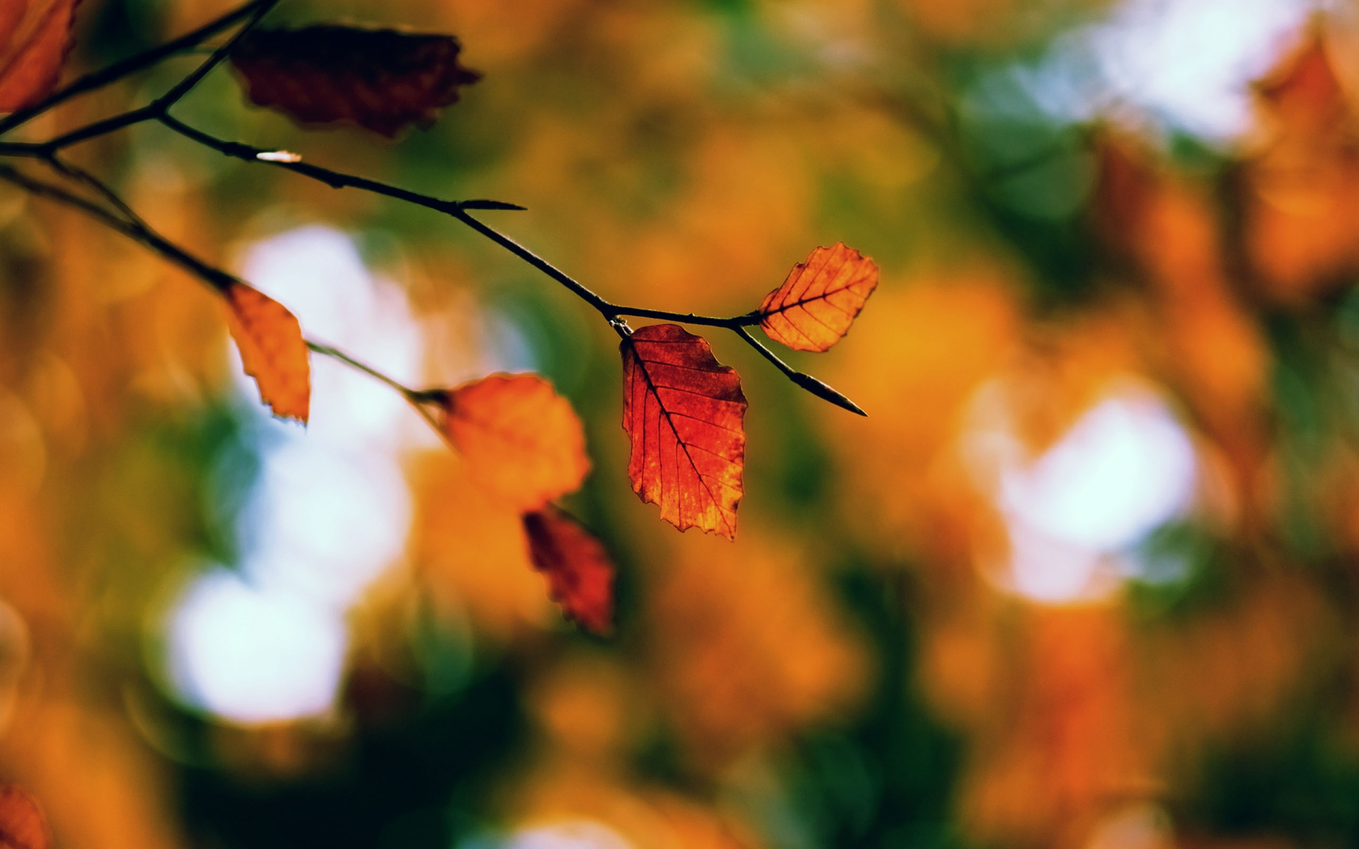 fall-hd-wallpaper