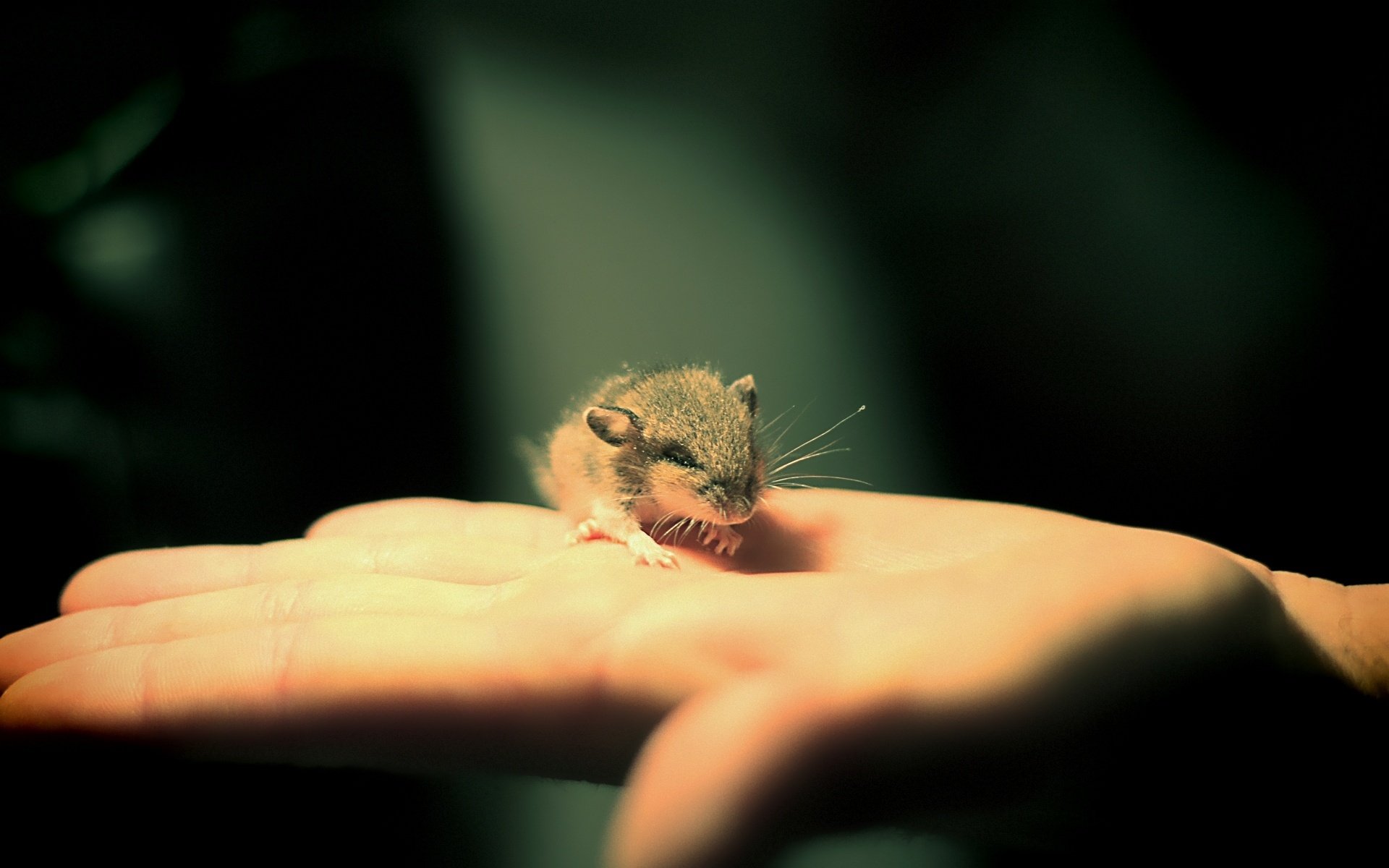 Animal Mouse HD Wallpaper