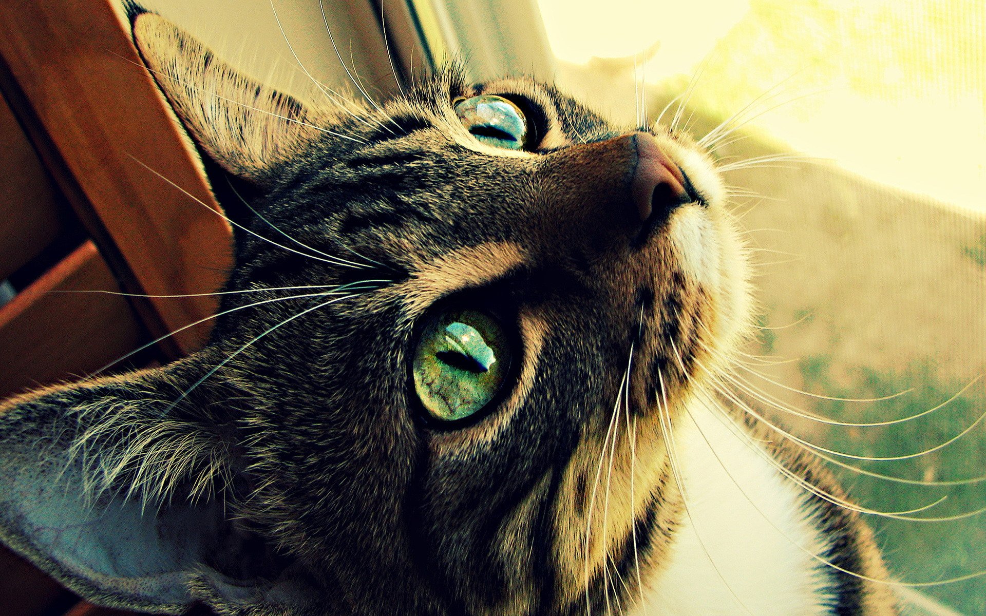 Download Animal Cat HD Wallpaper