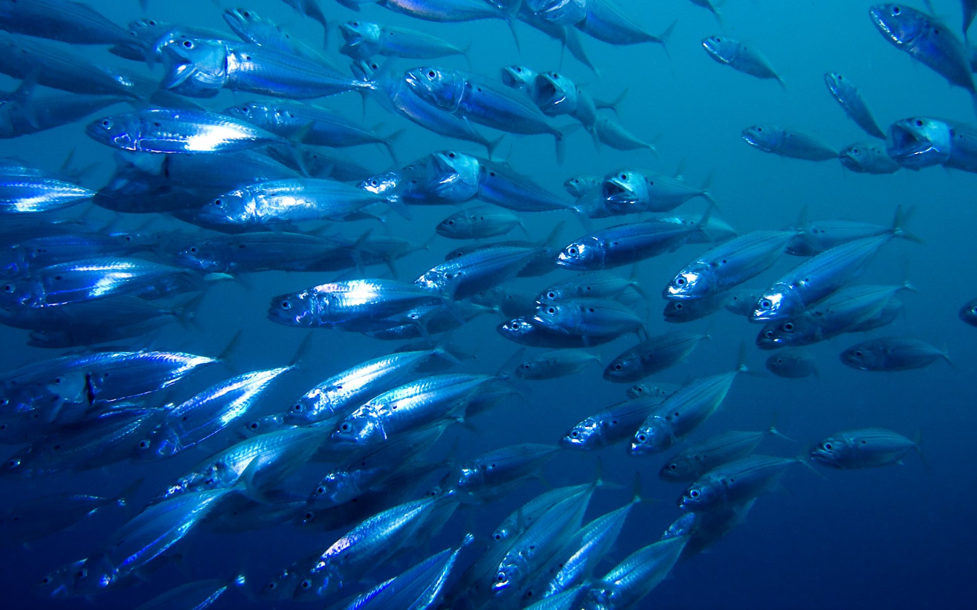 HD desktop wallpaper featuring a vibrant school of silver fish swimming underwater, capturing the dynamic beauty of marine animal life.