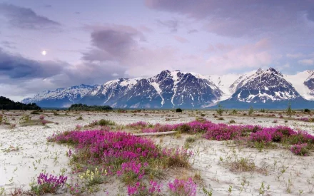 Snowy mountains of Alaska’s Alsek River glow under a sunset moon, with vibrant purple flowers blooming by the riverbank in this HD nature wallpaper.