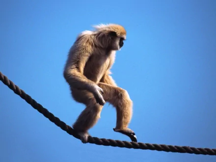 monkey Animal Gibbon HD Desktop Wallpaper | Background Image