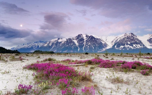 Snowy mountains of Alaska’s Alsek River glow under a sunset moon, with vibrant purple flowers blooming by the riverbank in this HD nature wallpaper.