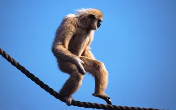 Gibbon monkey balances on a rope against a clear blue sky — HD PC desktop wallpaper and animal background.