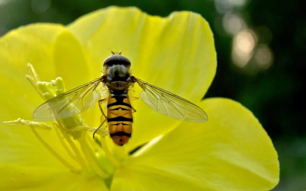 Animal hoverfly HD Desktop Wallpaper | Background Image