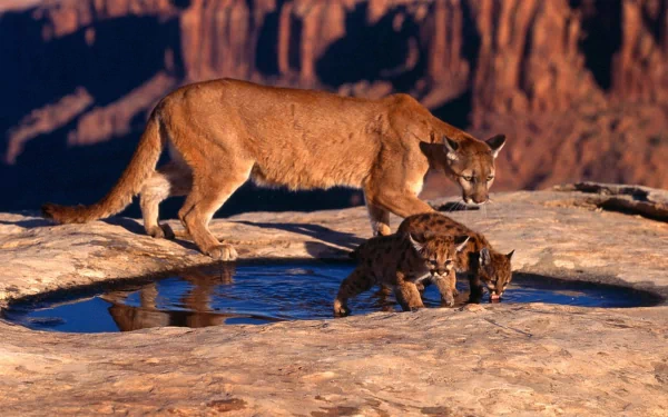 HD desktop wallpaper featuring a cougar and two cubs drinking from a small water pool on rocky terrain with a canyon backdrop.