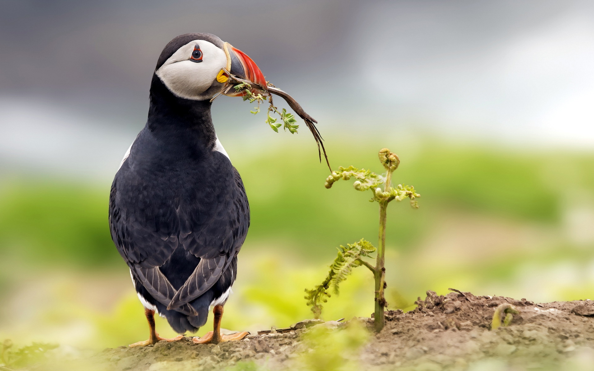 Animal Puffin HD Wallpaper | Background Image