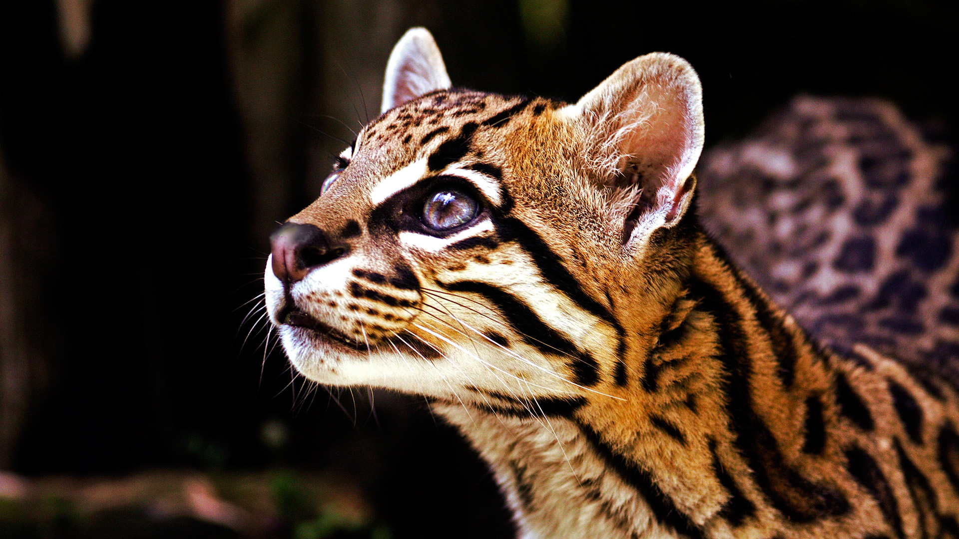 21 Ocelot Hd Wallpapers Background Images Wallpaper Abyss 5860