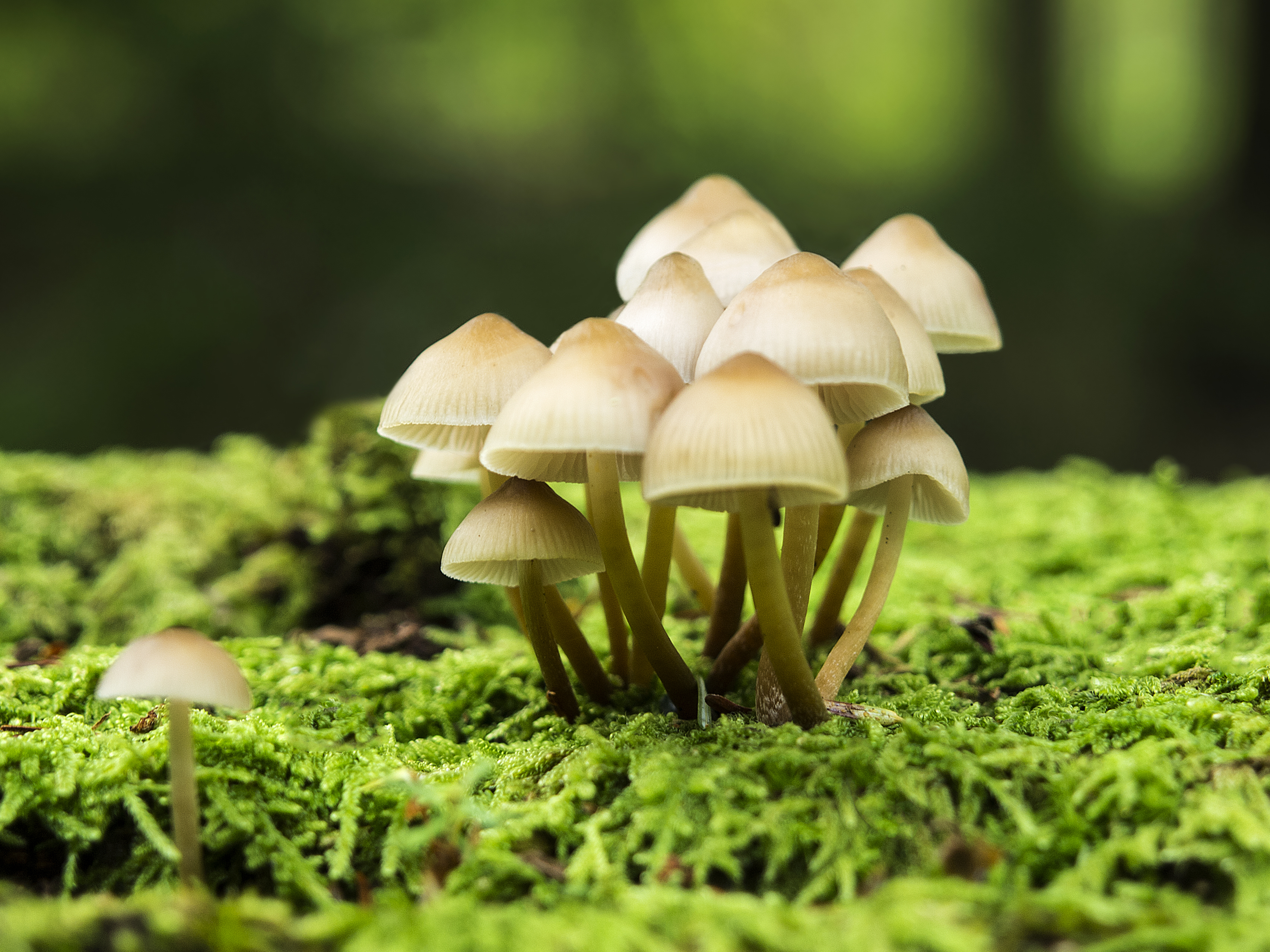 фото грибов зеленых