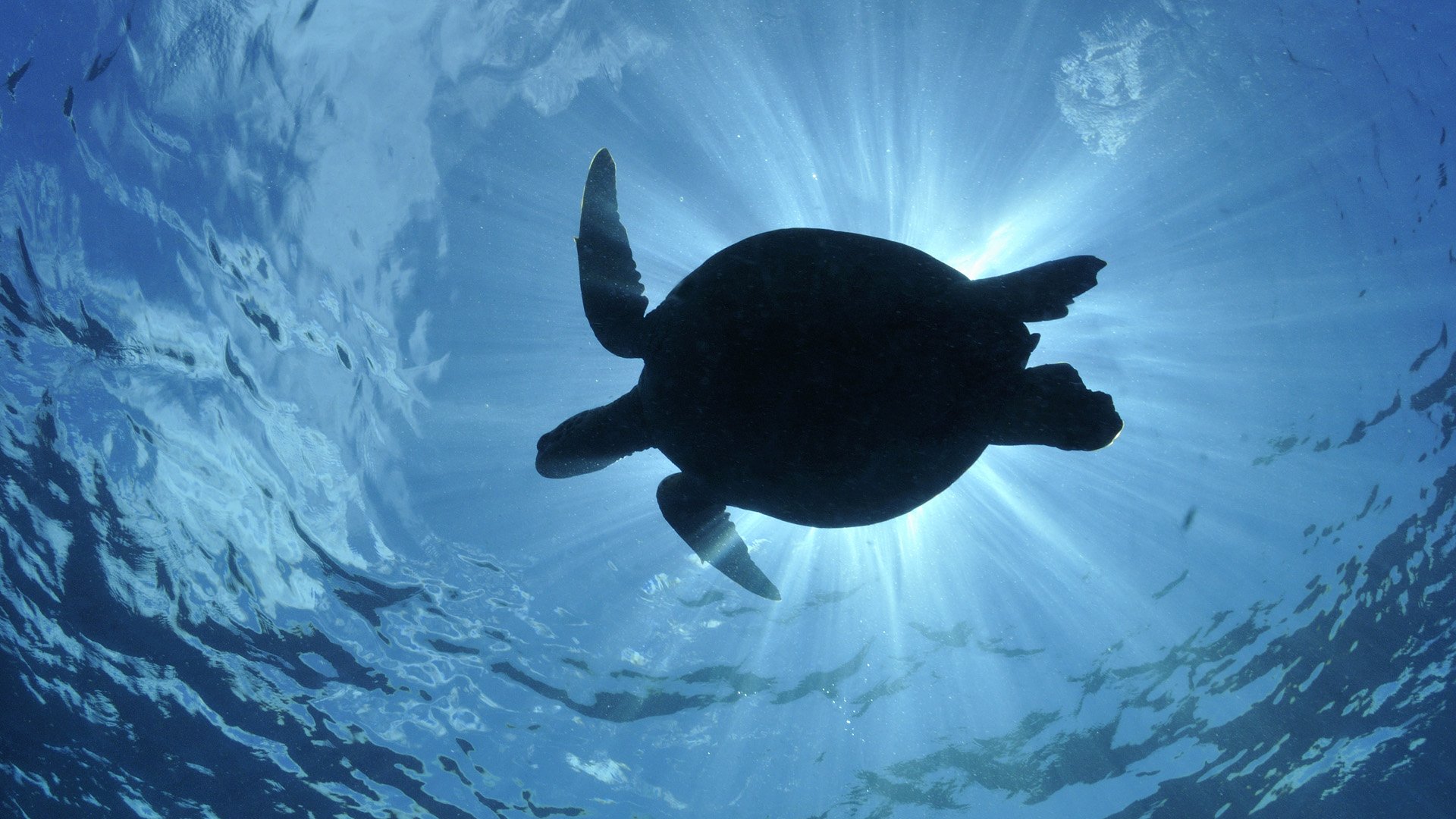 Download Animal Turtle HD Wallpaper