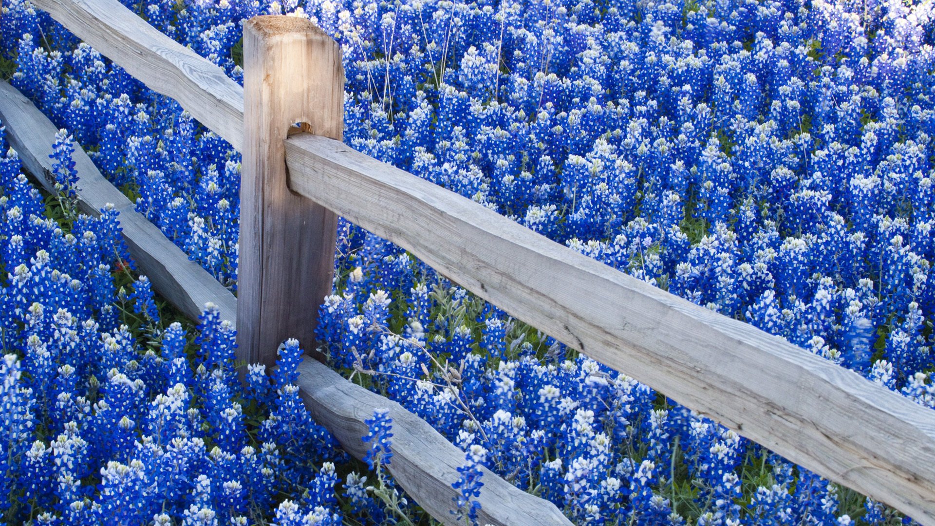 Nature Texas Bluebonnets HD Wallpaper