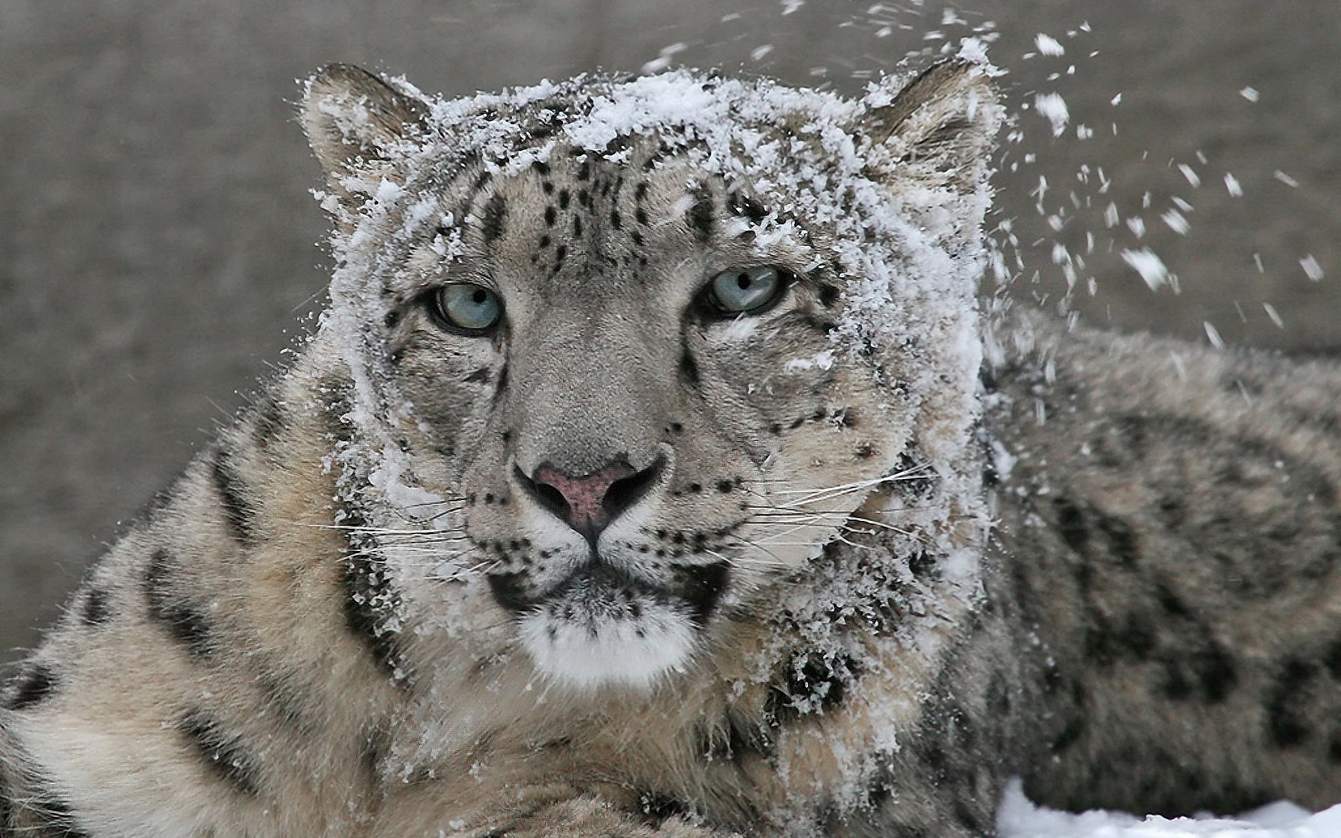 Download Animal Snow Leopard HD Wallpaper