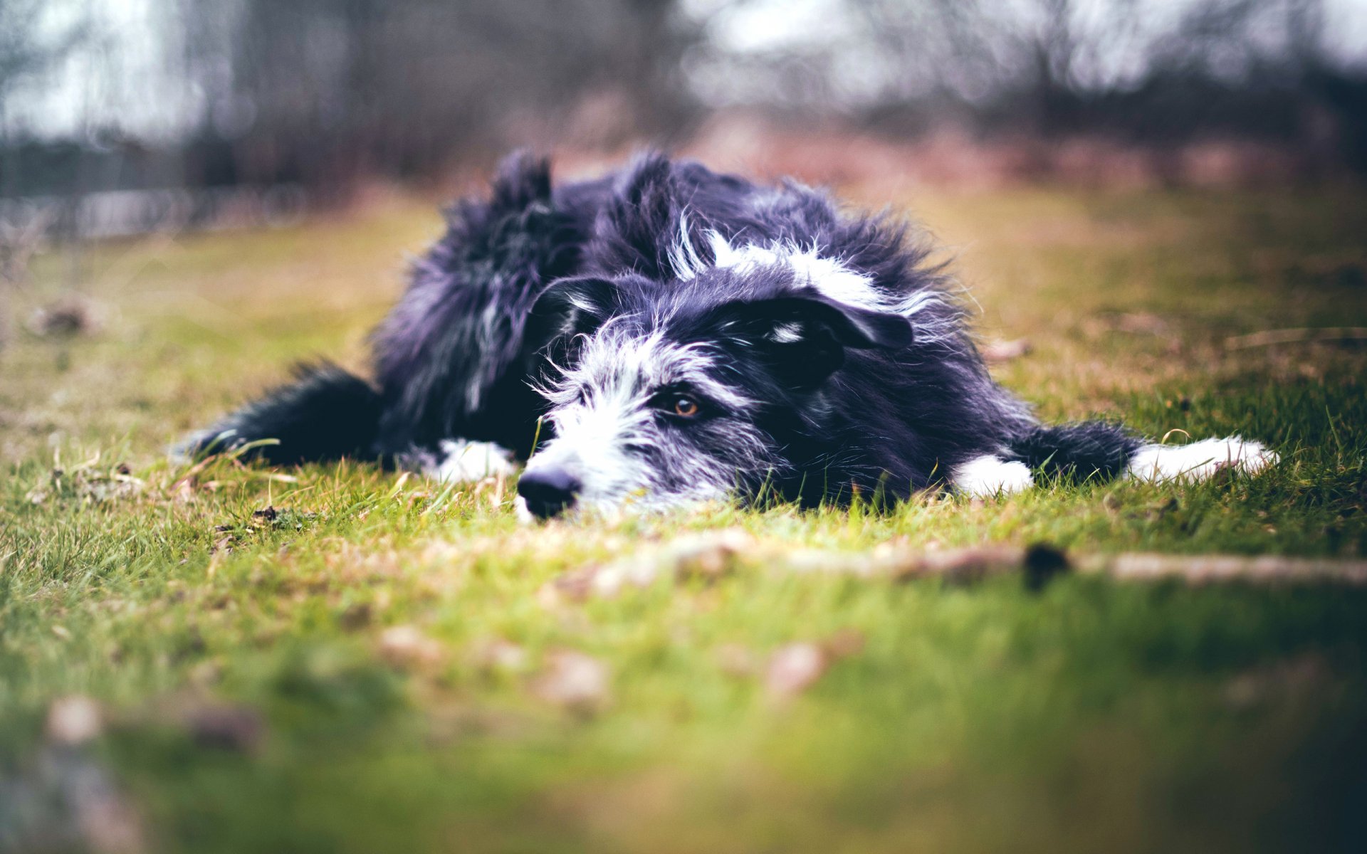 Download Animal Dog HD Wallpaper | 2560x1600 | Wallpaper Abyss