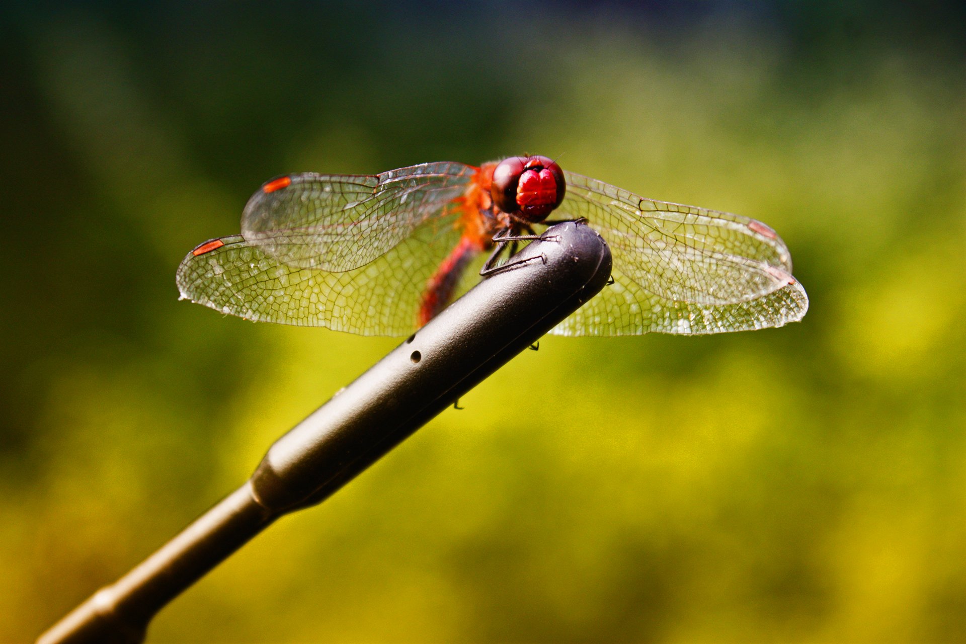 Download Animal Dragonfly HD Wallpaper