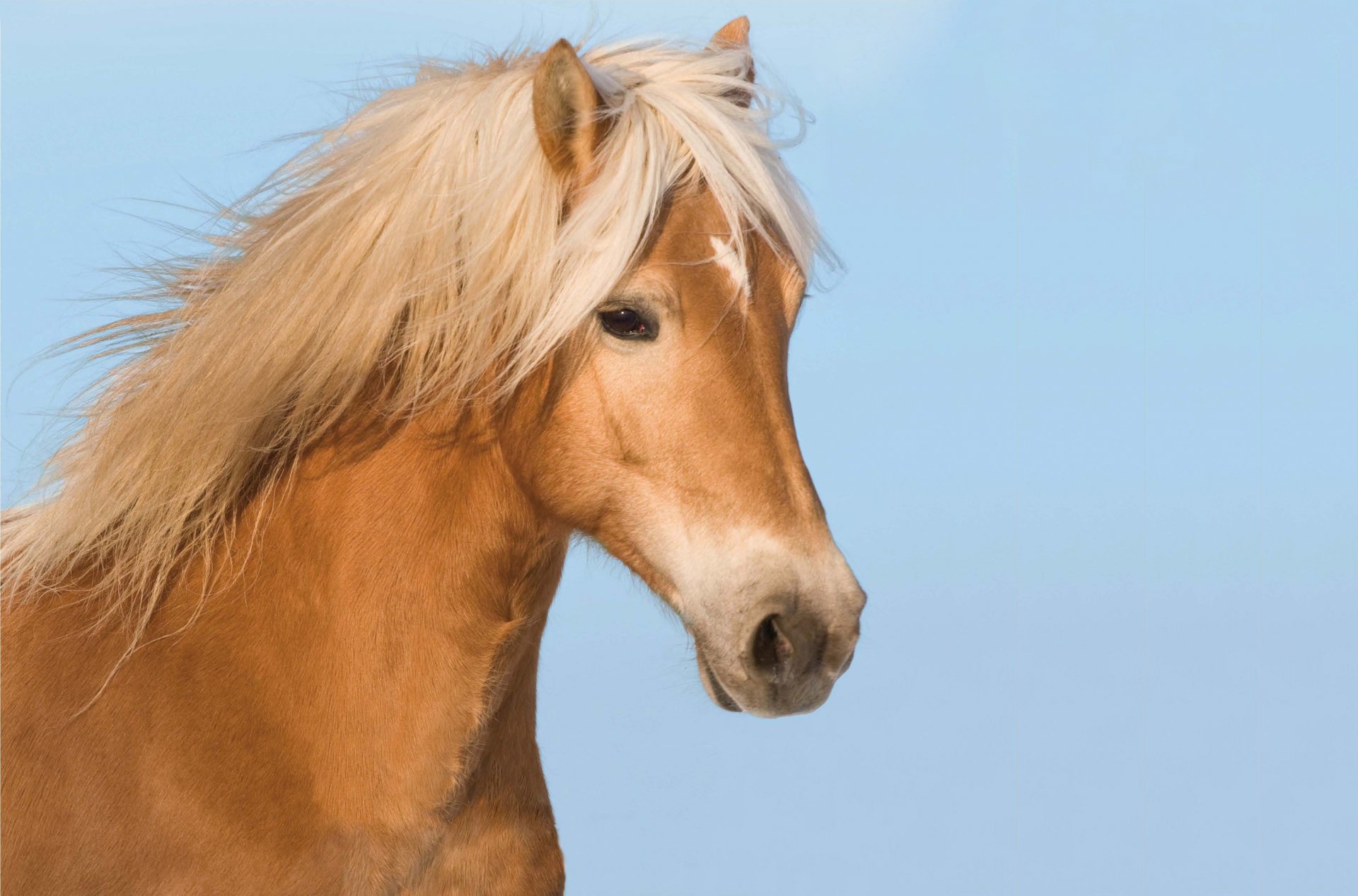 A close-up of a light brown horse with a flowing mane against a clear blue sky, captured in 4K Ultra HD for a PC desktop wallpaper.