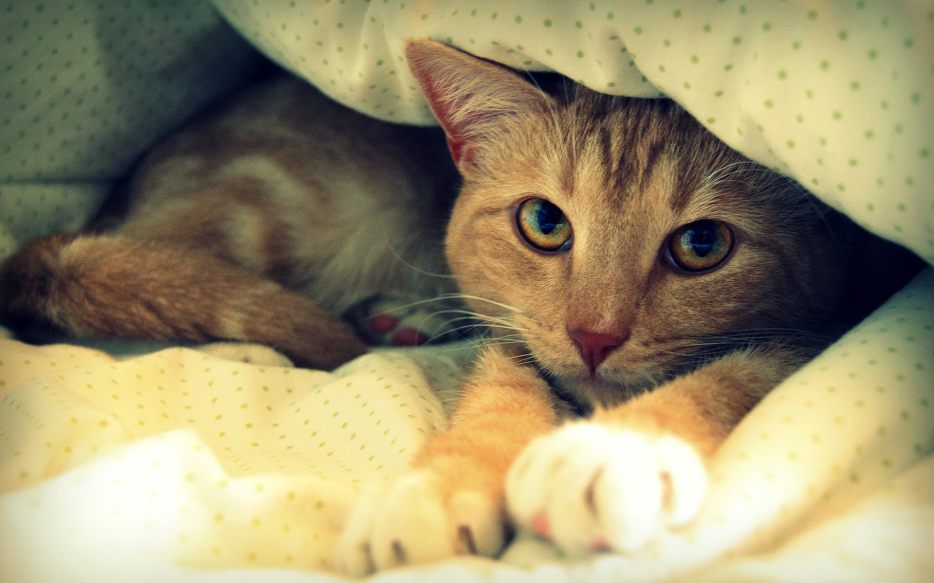Киса под. Милый кот. Котик в кровати. Милая кошка. Котенок лежит под одеялом.