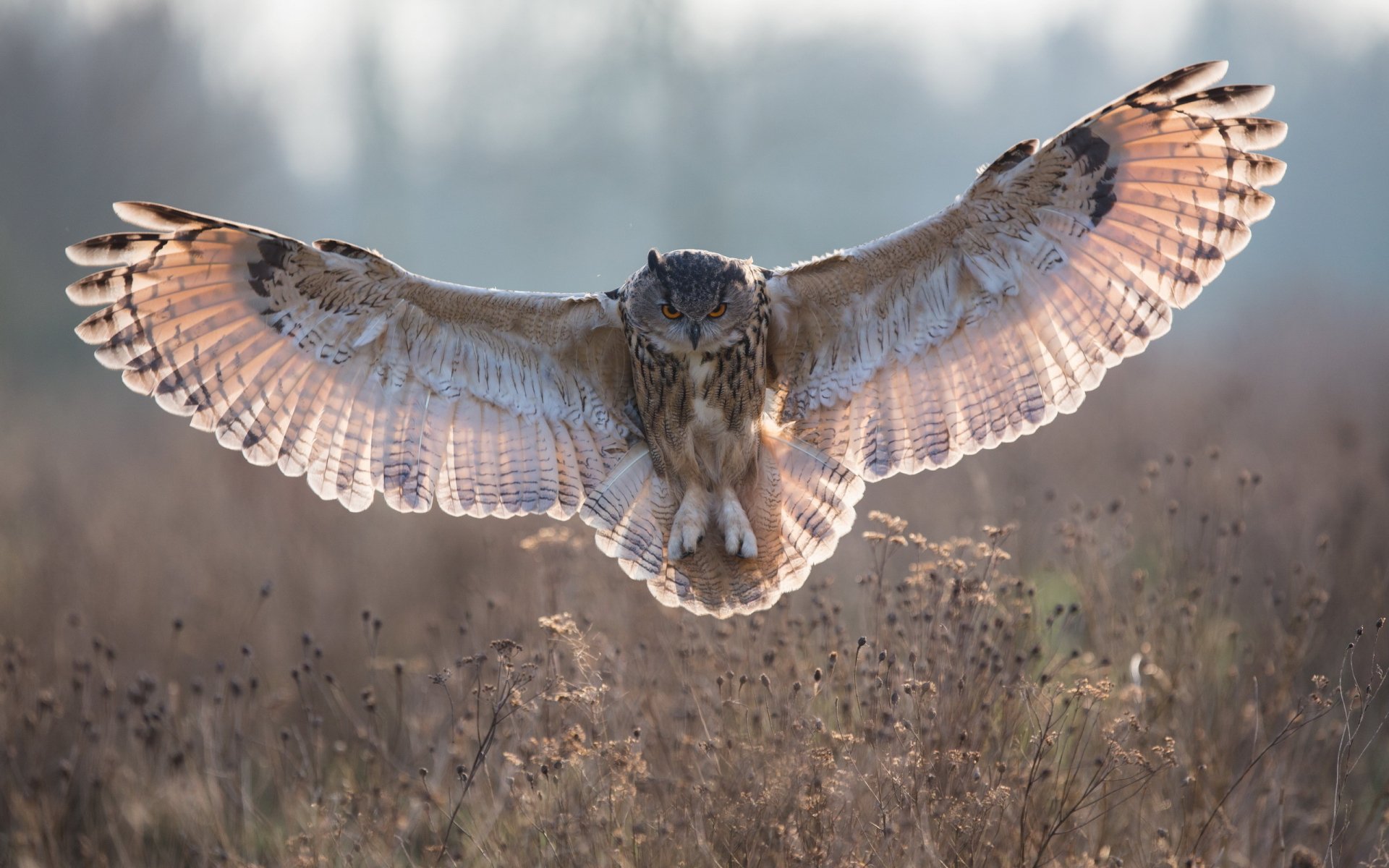 A majestic owl spreads its wings wide in flight, capturing the essence of wildlife. This HD wallpaper beautifully showcases the elegance of this incredible bird.