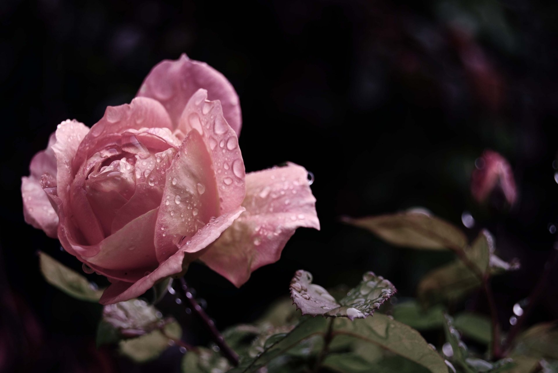 Close-up of a pink rose with water droplets against a dark background, captured in stunning 4K Ultra HD for PC desktop wallpaper and background use.