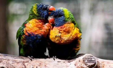 Animal rainbow lorikeet HD Desktop Wallpaper | Background Image