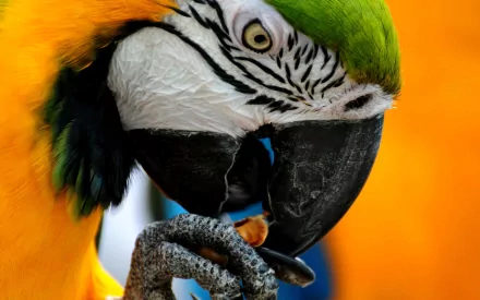 Animal Blue-and-yellow Macaw HD Desktop Wallpaper | Background Image