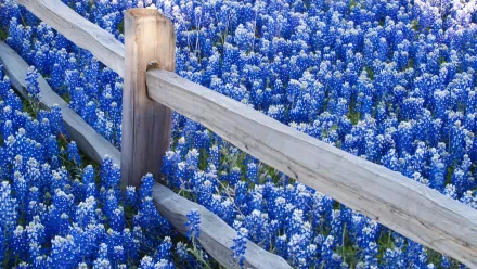 A wooden fence surrounded by vibrant Texas bluebonnets in full bloom, showcasing nature's beauty in this HD desktop wallpaper.
