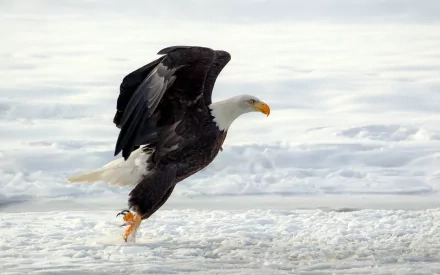 A majestic bald eagle takes flight over icy waters, showcasing its powerful wings and striking features in this HD desktop wallpaper.