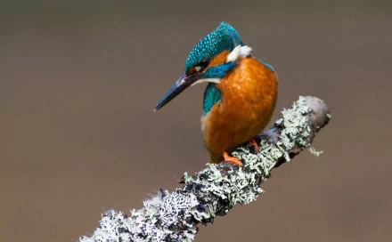 HD PC desktop wallpaper featuring a vibrant kingfisher bird perched on a lichen-covered branch against a blurred background.
