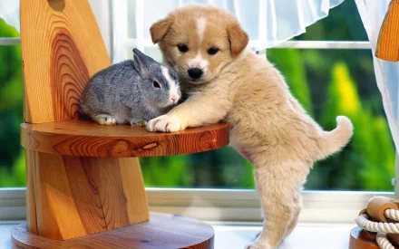 A cute HD desktop wallpaper featuring an adorable puppy and a rabbit on a wooden stand, set against a bright window background.