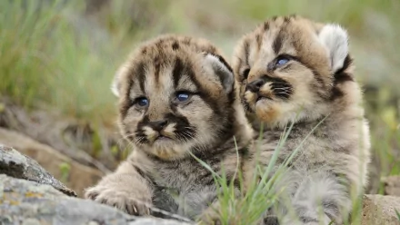 HD PC desktop wallpaper of two cougar cubs nestled in grass, soft fur and blue eyes in a close-up wildlife animal scene.