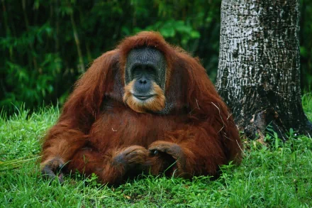 ape Animal Orangutan HD Desktop Wallpaper | Background Image