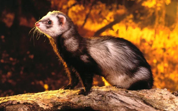 HD PC desktop wallpaper of the stoat, a ferret-like animal, perched on a log against a warm golden autumn background.