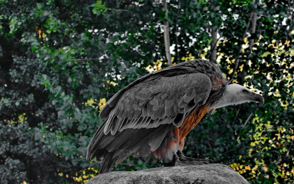 HD desktop wallpaper of a vulture perched on a rock with detailed feathers, set against a blurred forest background.