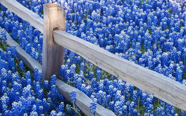 A wooden fence surrounded by vibrant Texas bluebonnets in full bloom, showcasing nature's beauty in this HD desktop wallpaper.